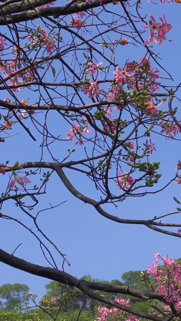 顺德顺峰山园粉红色青云塔塔视频的预览图