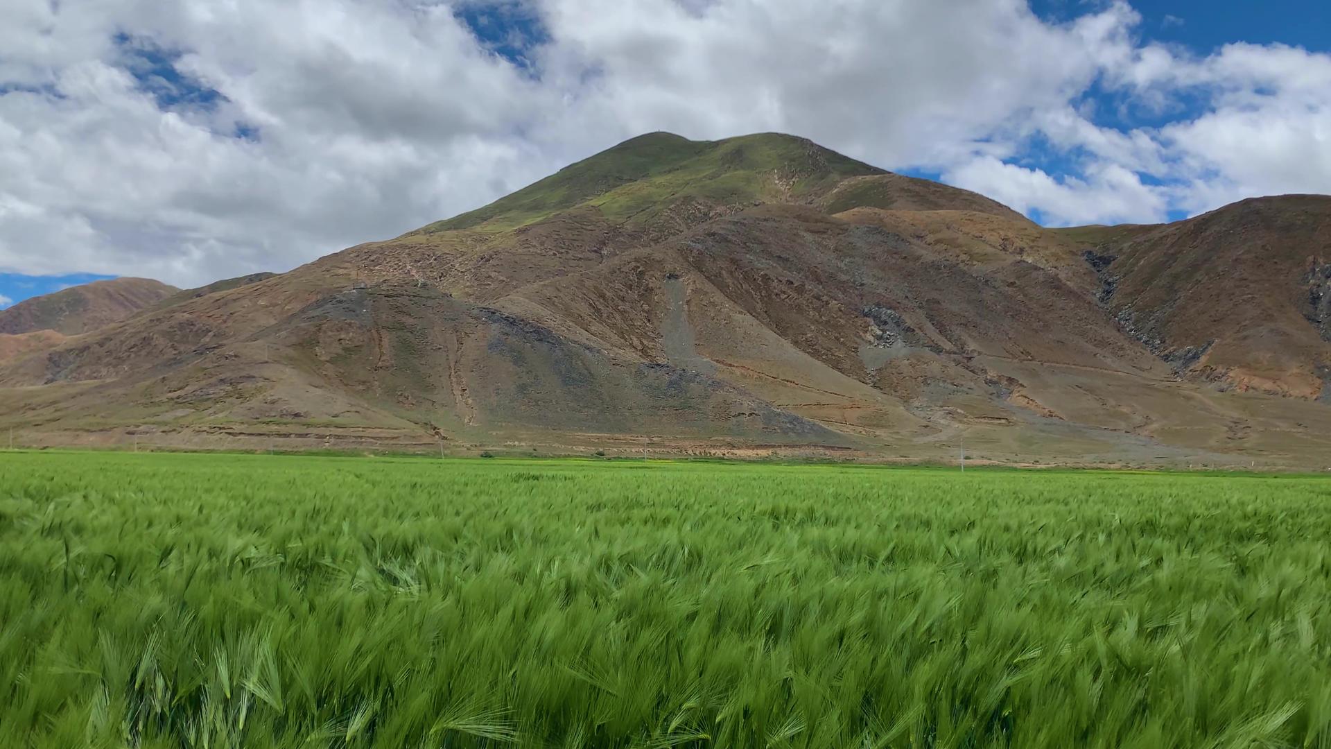 实拍西藏高原绿油油的青稞麦田视频视频的预览图