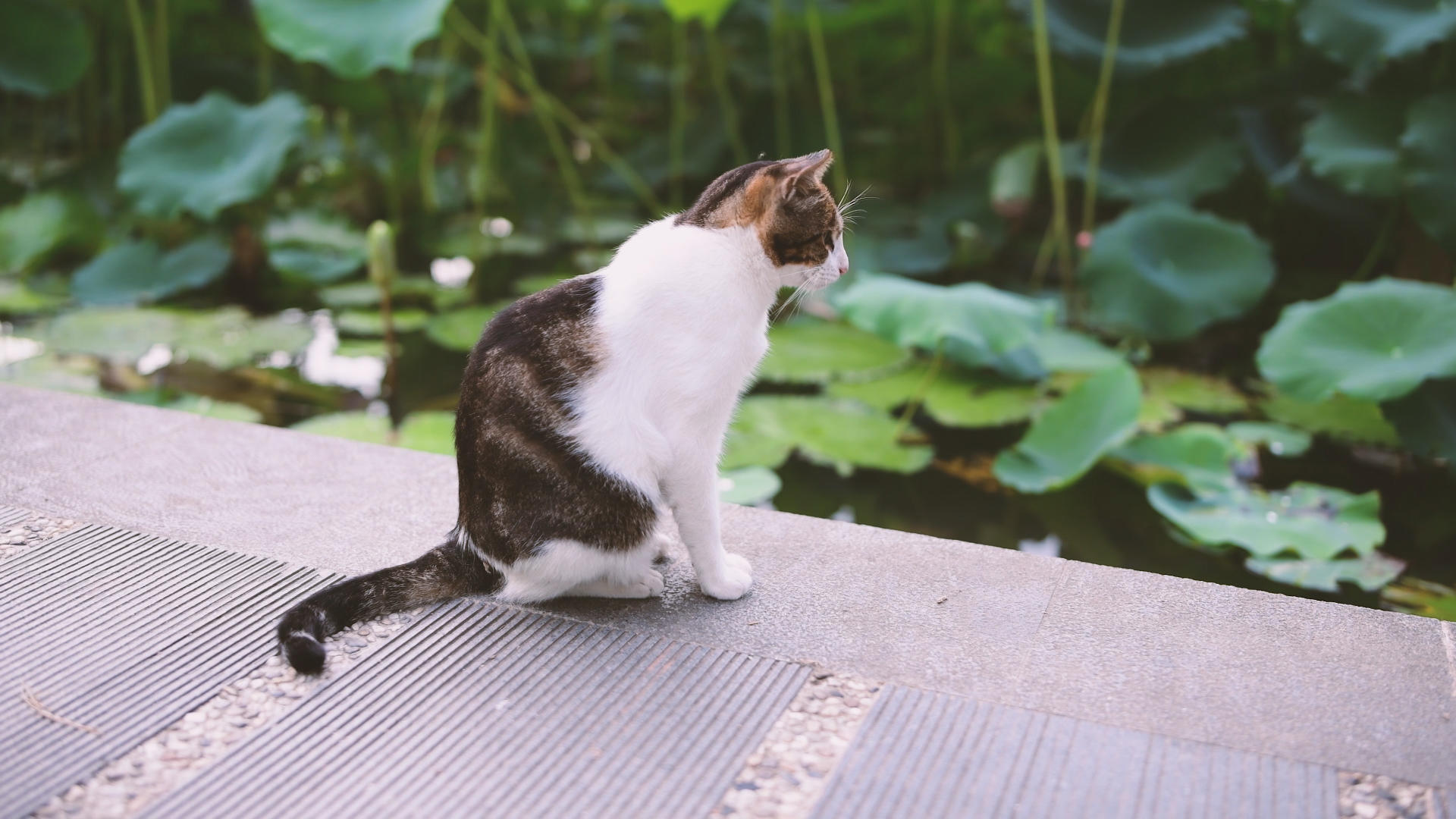 4K荷塘边的流浪猫视频的预览图