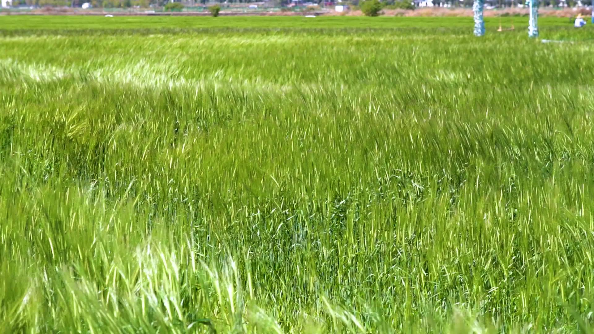 春风吹麦浪绿色田野实拍视频4K视频的预览图