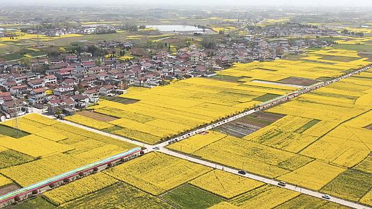 陕西汉中春季风光盛开的油菜花视频的预览图
