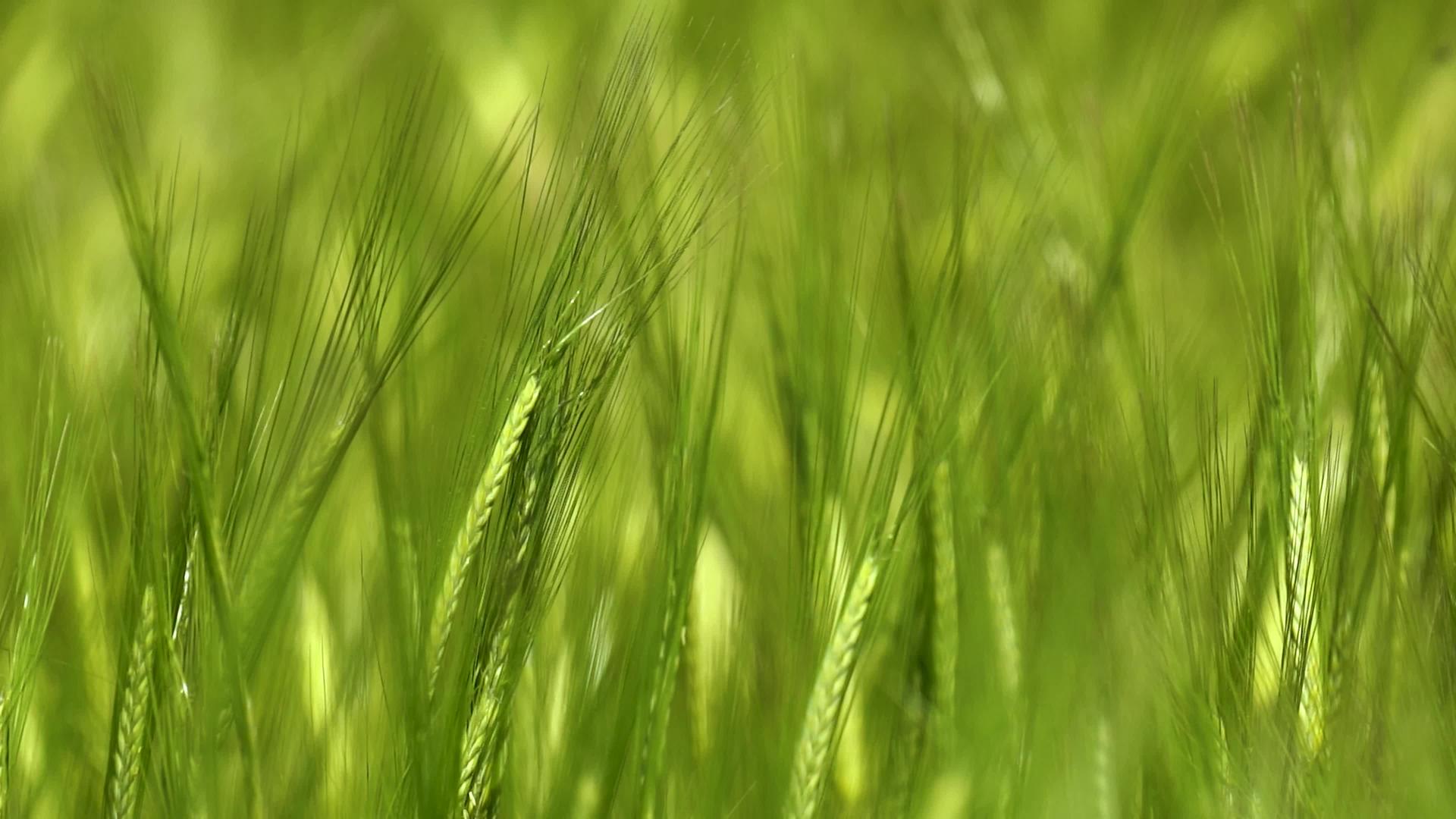 春季绿色麦穗特写实拍视频4K视频的预览图
