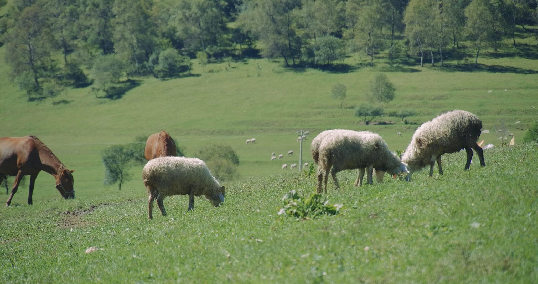 羊群畜牧4K视频的预览图