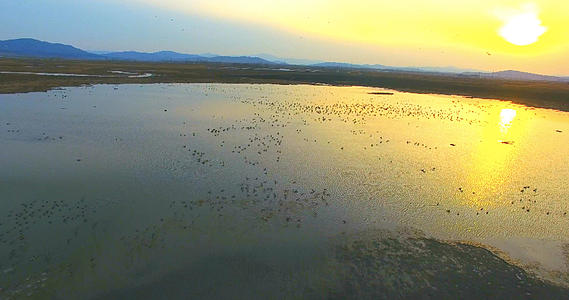 夕阳中飞翔的鸟群视频的预览图