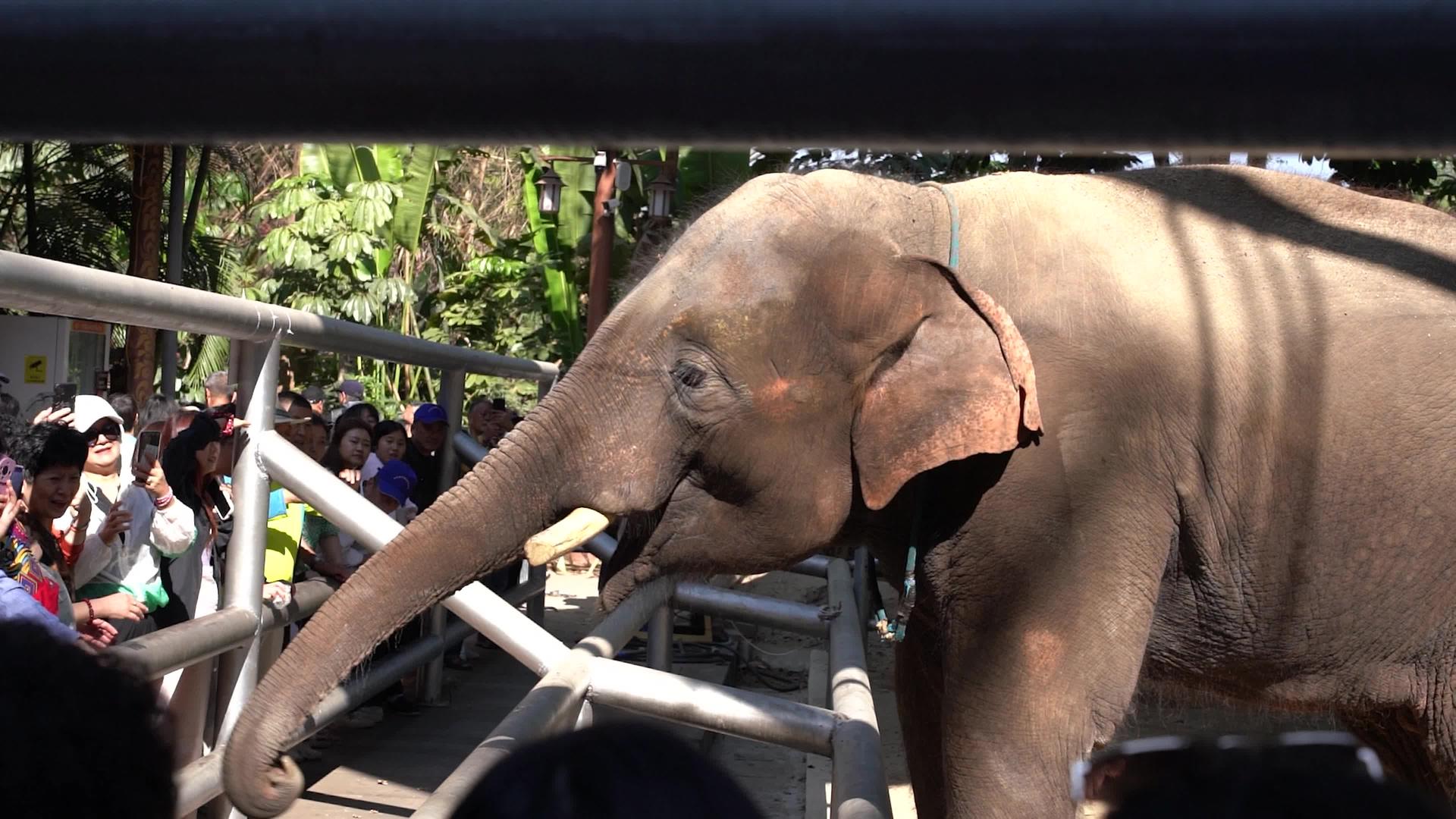 4K大象与游客亲切互动实拍视频视频的预览图