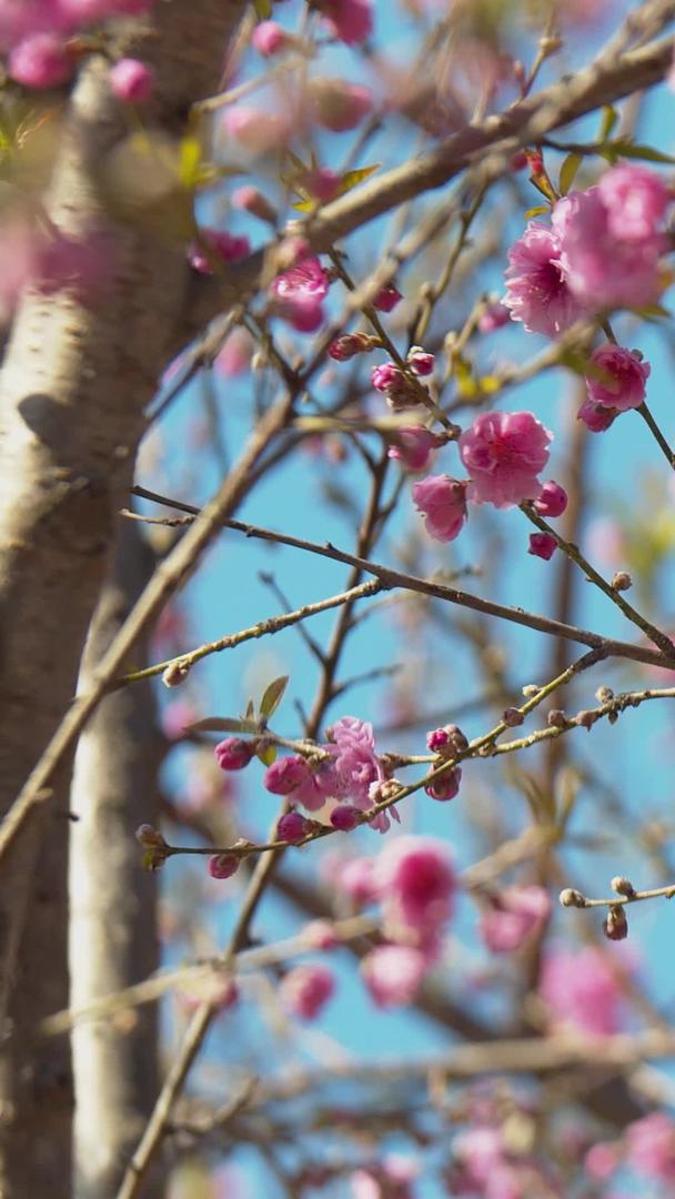 拍摄春花盛开枝头的鸟儿视频素材视频的预览图