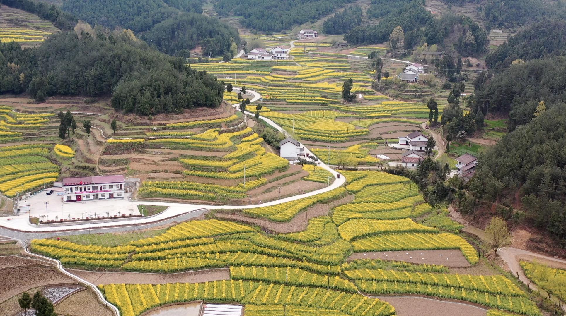 陕西汉中油菜花风光航拍4K视频视频的预览图
