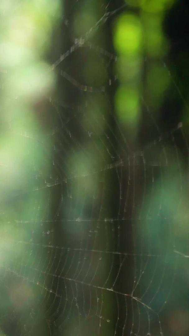 实拍清晨阳光下蜘蛛织蜘蛛网视频的预览图