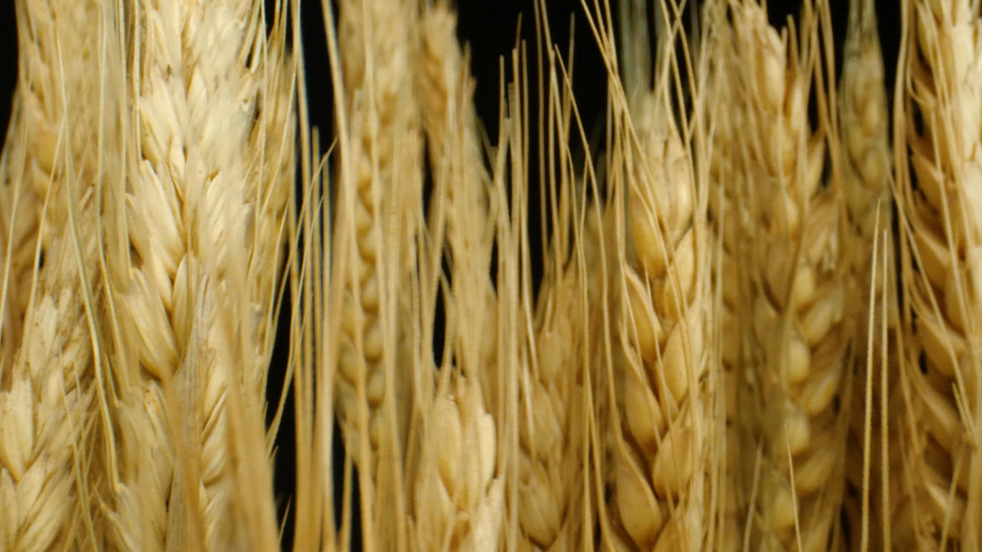 4K麦穗小麦小麦种子粮食五谷庄稼视频的预览图