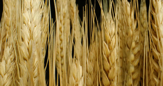 4K麦穗小麦小麦种子粮食五谷庄稼视频的预览图