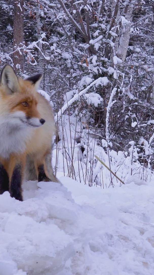 冬天雪地觅食野生动物红狐狸视频的预览图