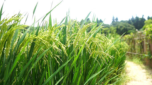 田间水稻慢镜头视频的预览图