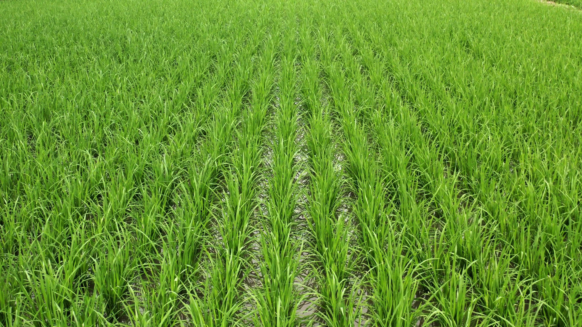 4k实拍稻田培育整齐的水稻视频的预览图