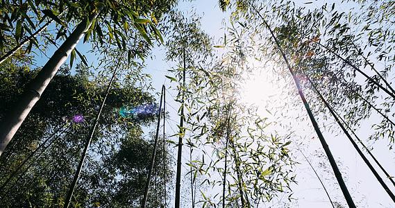 通过摇曳的竹林4K拍摄阳光视频的预览图