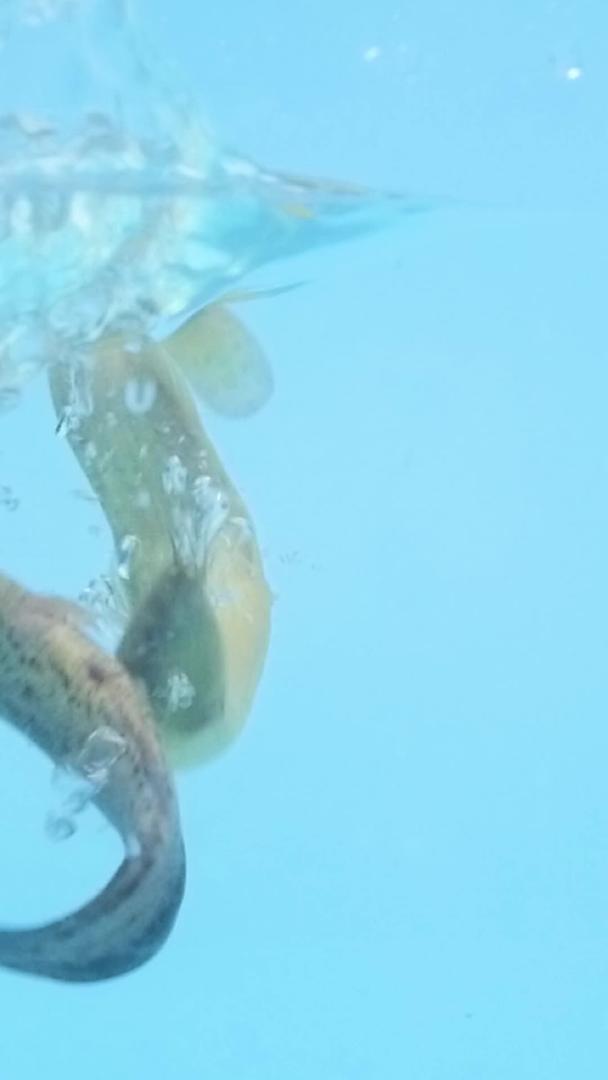 鲜嫩的鳗鱼在水中视频的预览图