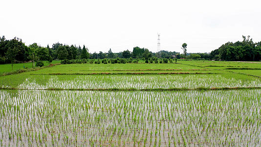 4k实拍袁隆平培育基地实验稻田刚栽的晚熟品种水稻视频的预览图