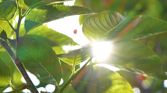 4k唯美清新阳光透过叶子逆光光晕空镜头视频的预览图