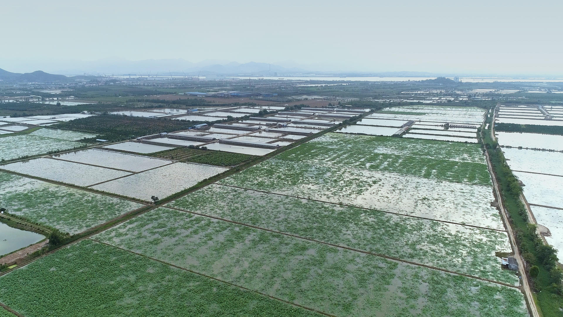 大片莲藕农村经济4K航拍视频的预览图