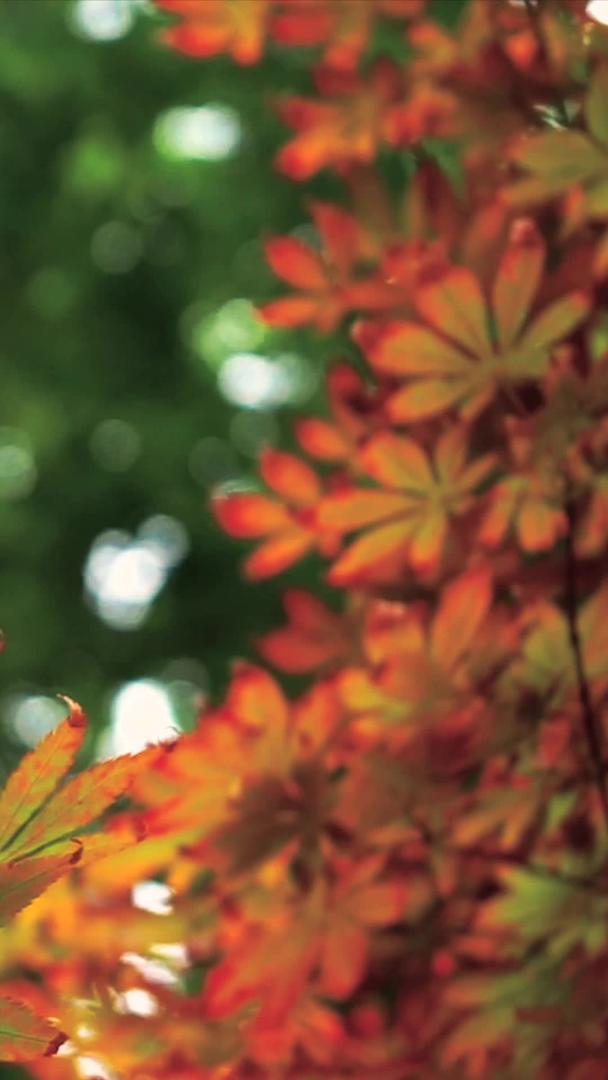 秋季风景枫叶的实拍视频的预览图