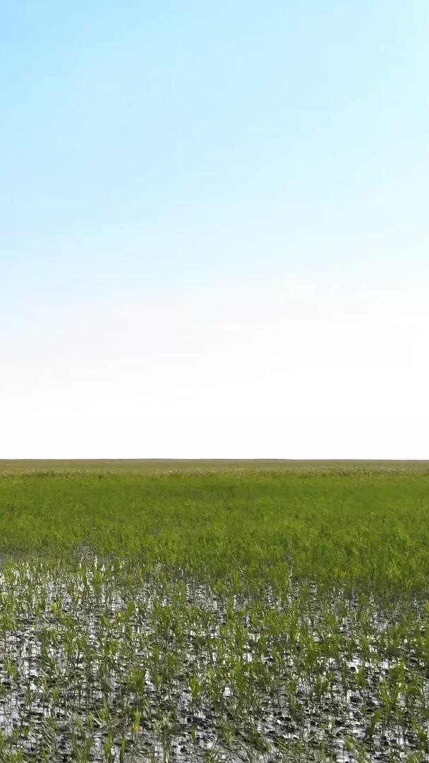 自然色彩航拍芦苇荡绿草地一望无际视频的预览图