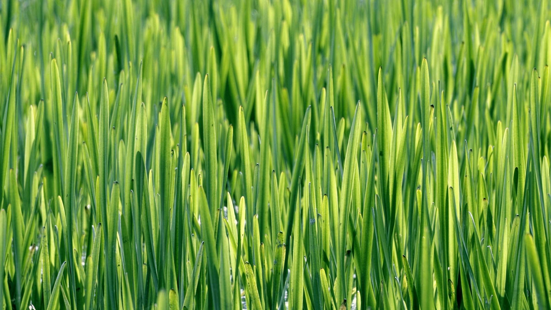 阳光下的新鲜草原视频的预览图