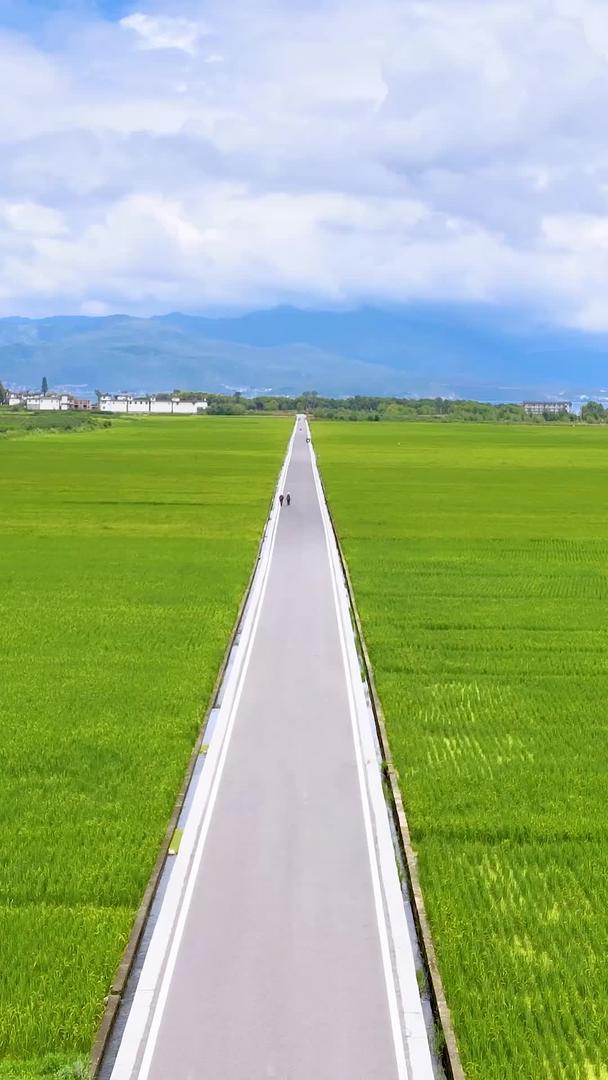 大理洱海稻田农村风景航拍视频的预览图