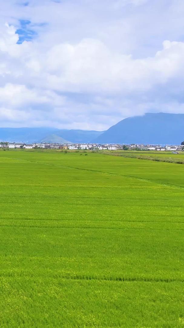 大理洱海稻田农村风景航拍视频的预览图
