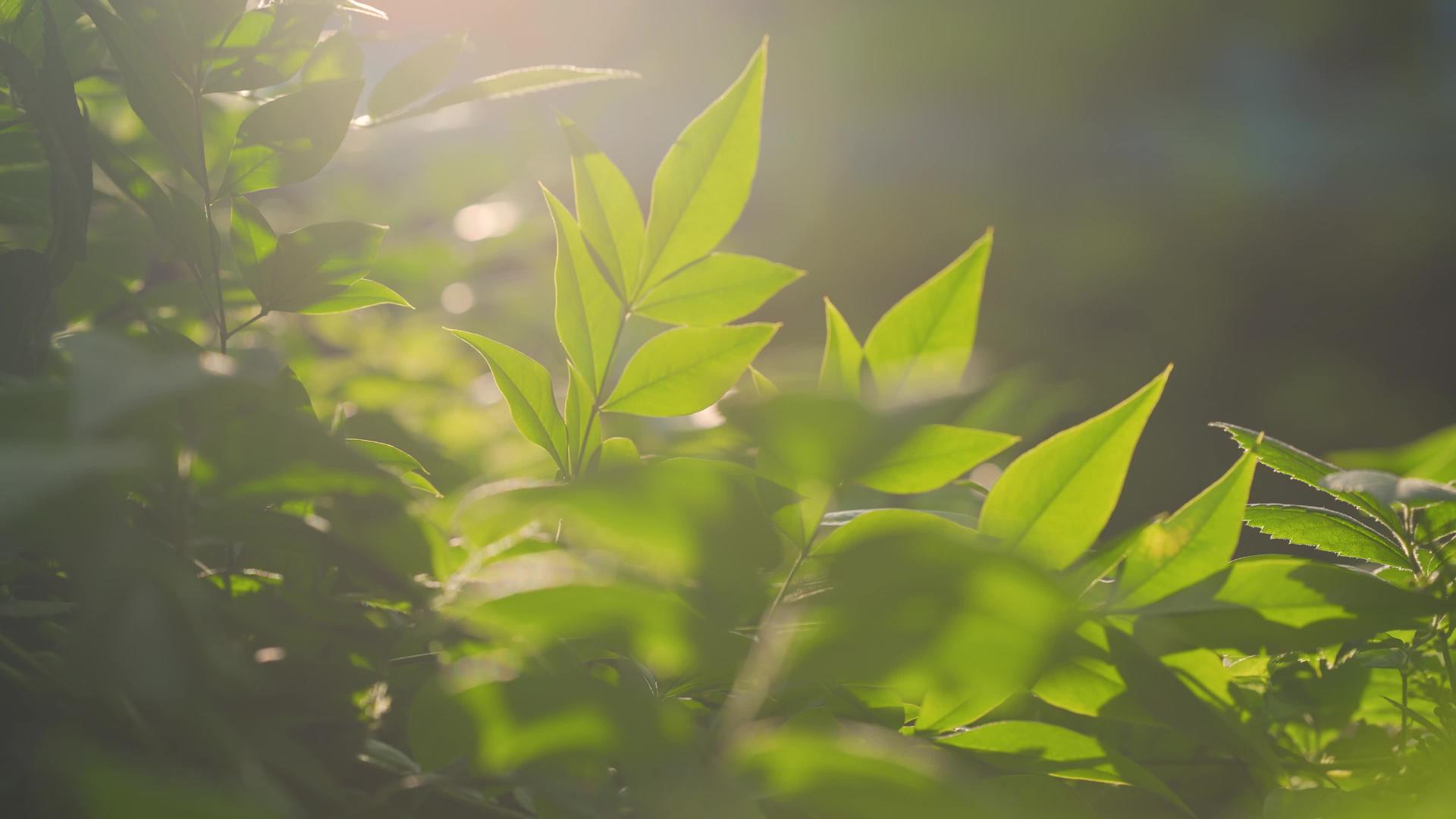 初夏阳光下的绿色植物空镜4k唯美视频的预览图