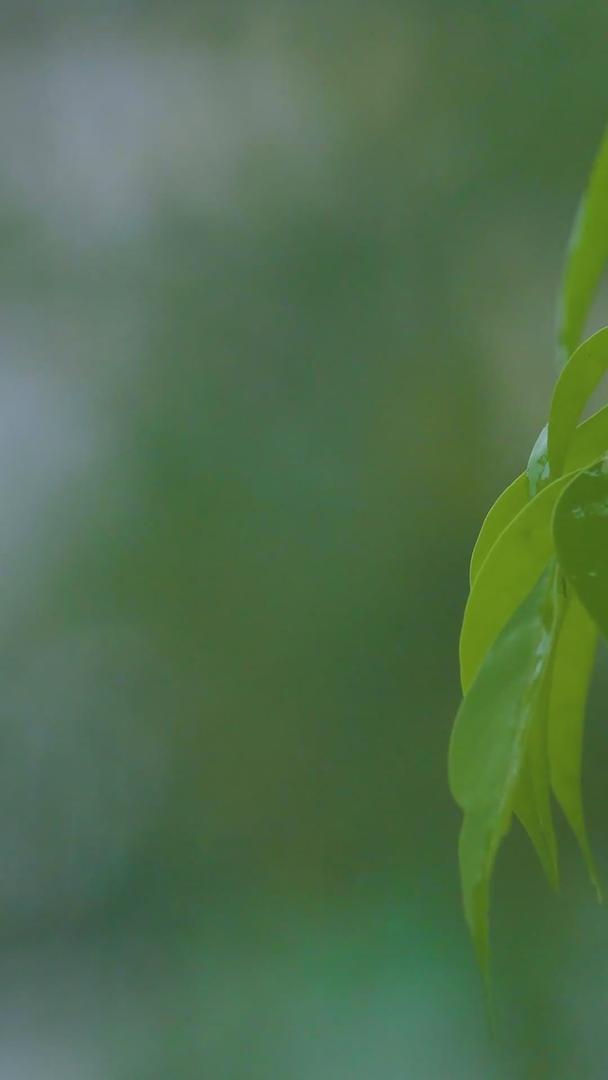植物叶片暴雨天气素材视频的预览图