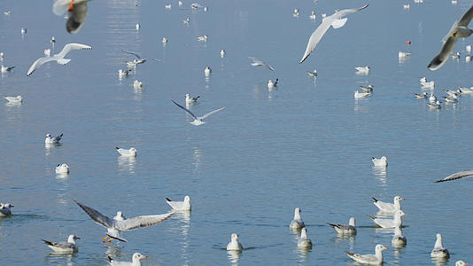 冬季深圳湾公园海面上密密麻麻的海鸥4k素材视频的预览图