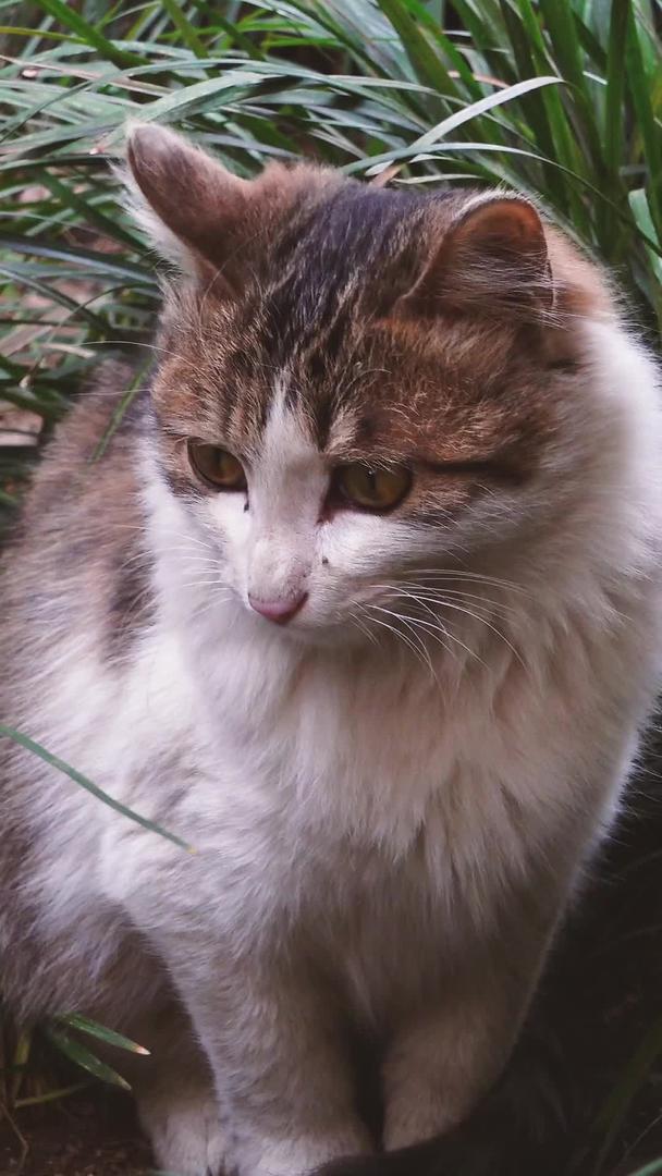 园区草丛中的宠物猫素材视频的预览图