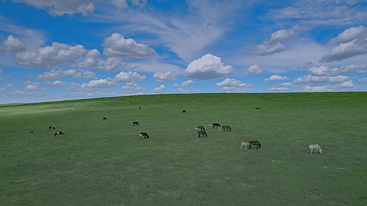 夏季景观内蒙古空中草原马匹视频的预览图