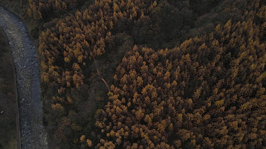 四川光雾山的森林景观视频的预览图