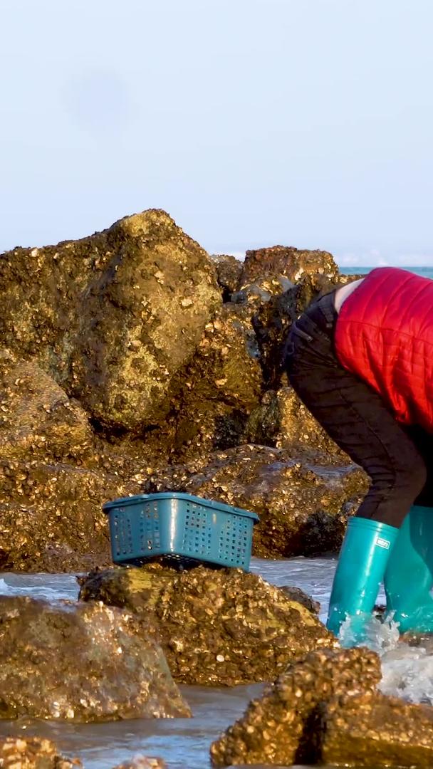 在海边挖蛤蜊的渔民视频的预览图