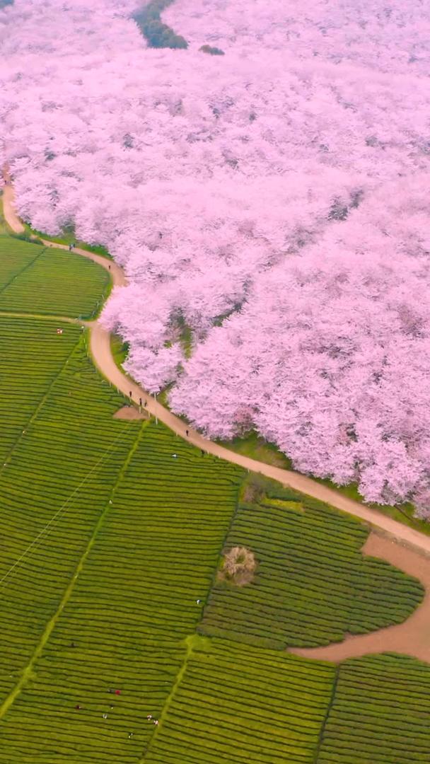 樱花合集航拍视频的预览图