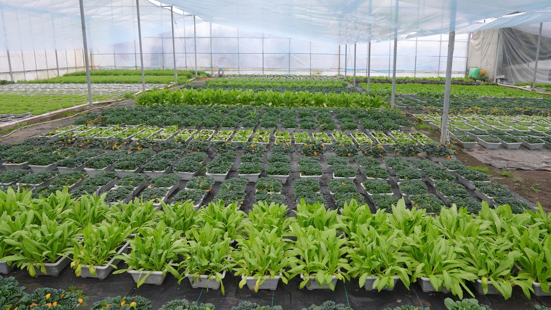 温室大棚盆栽蔬菜种植视频的预览图