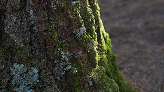 森林树干上的苔藓光影视频的预览图
