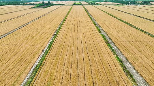 夏季4K航拍丰收万亩金麦田农业视频的预览图