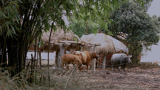 原始农村生活环境黄牛水牛4K实拍视频的预览图