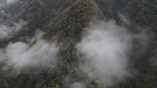 美丽的光雾山林海景色视频的预览图