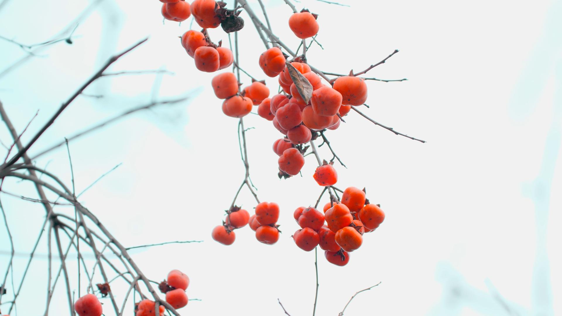4K实拍冬季橘色柿子硕果累累视频素材视频的预览图