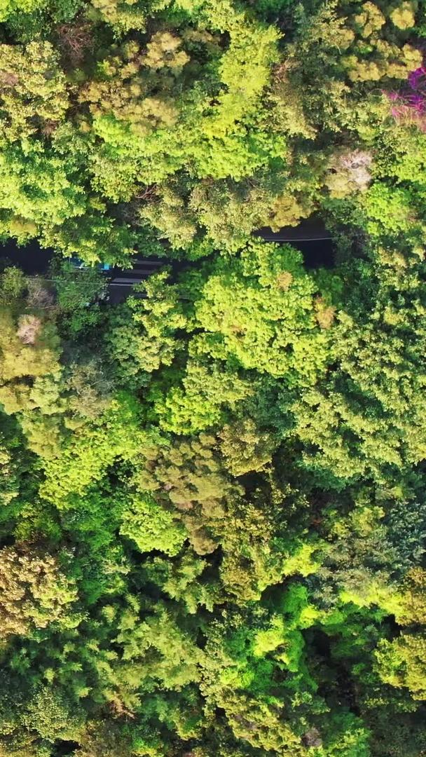 广州白云山森林大疆Air2s实拍视频的预览图