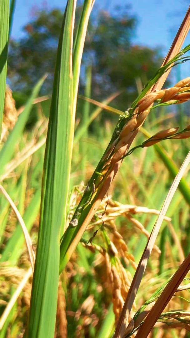 实拍阳光下金黄的稻田田稻田视频的预览图