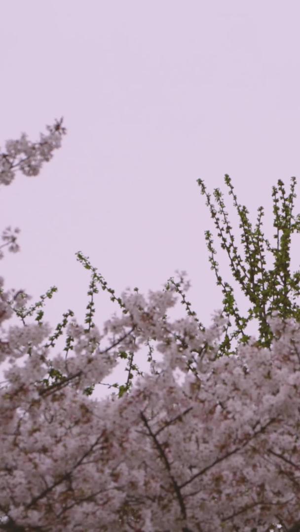 春季城市街头盛开的粉色浪漫樱花素材视频的预览图