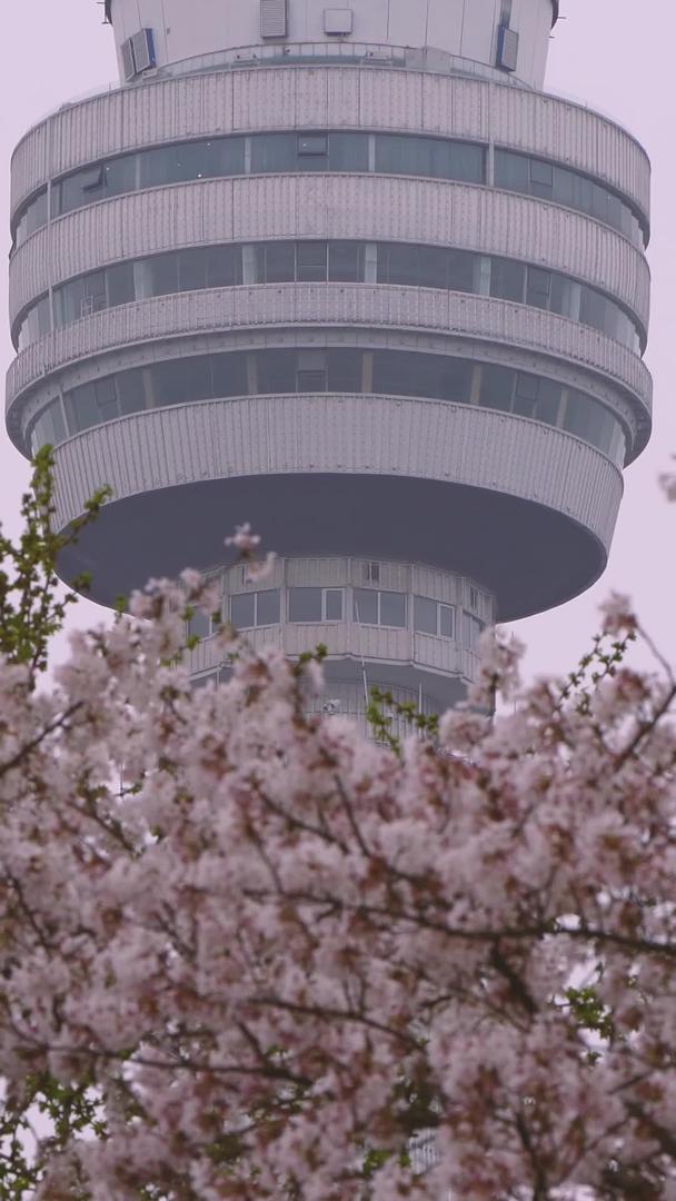春季城市街头盛开的粉色浪漫樱花素材视频的预览图