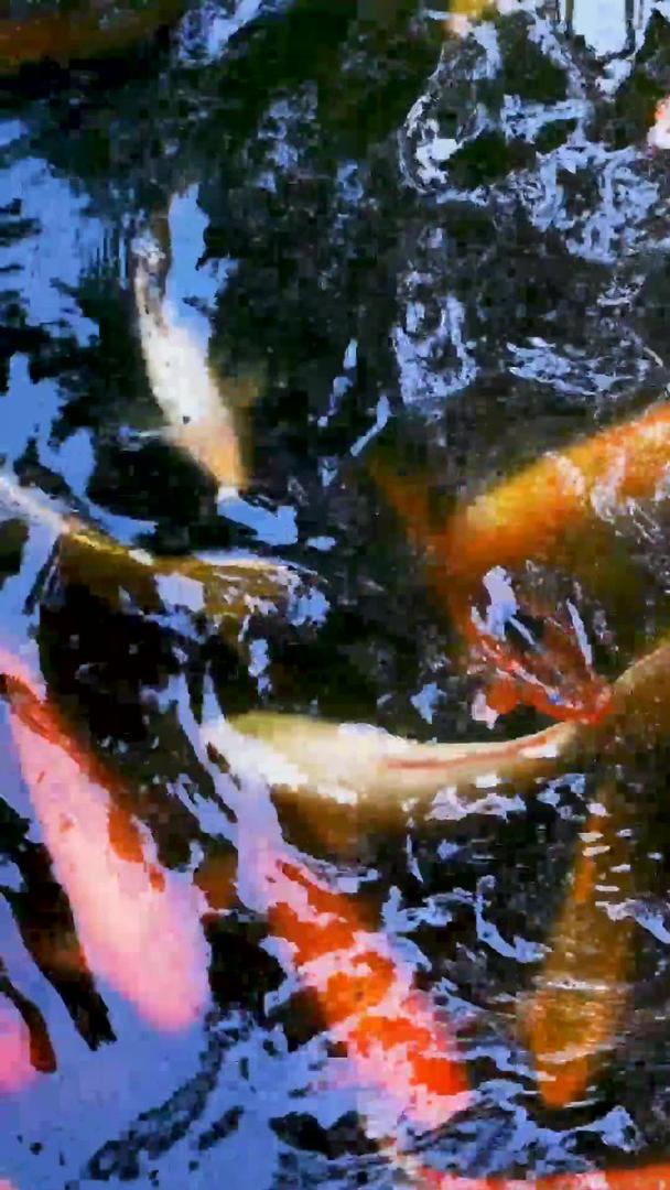 池塘里成群结队的锦鲤素材视频的预览图
