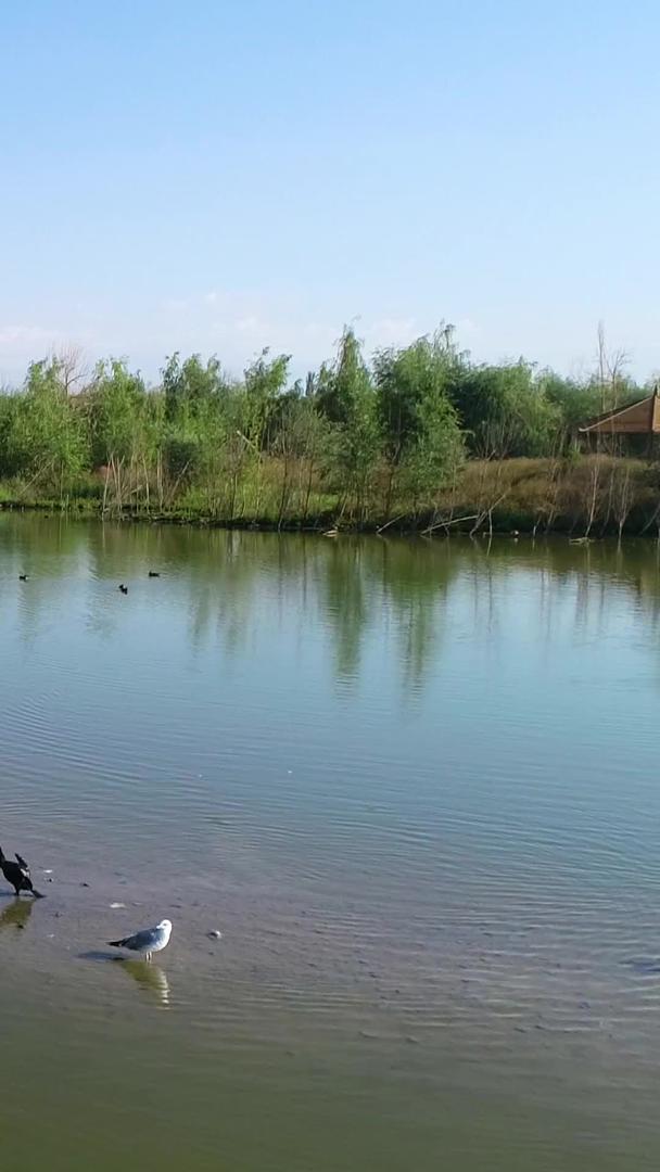 候鸟在湖中嬉戏航拍视频的预览图