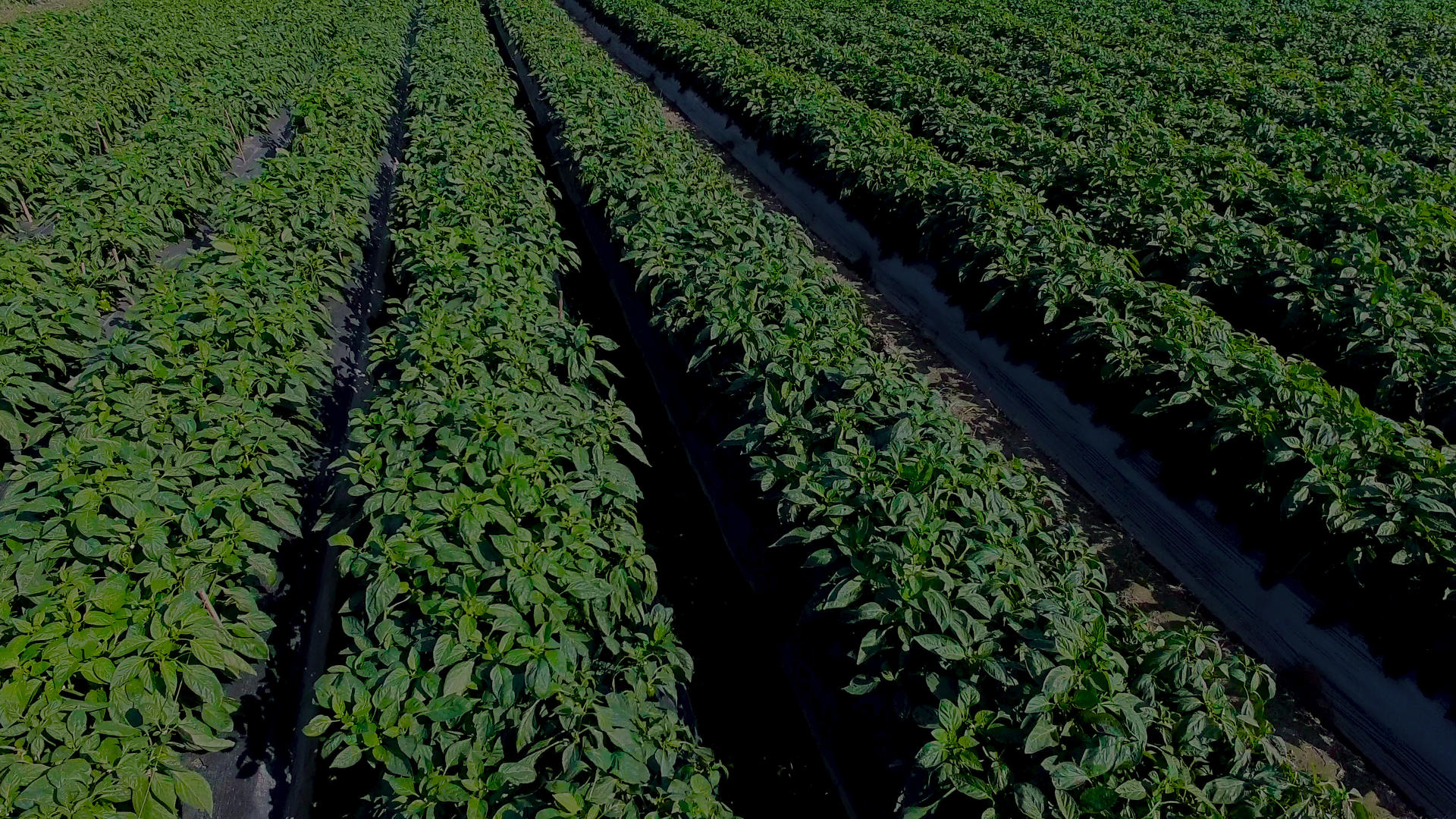 现代农业辣椒种植4K航拍视频的预览图