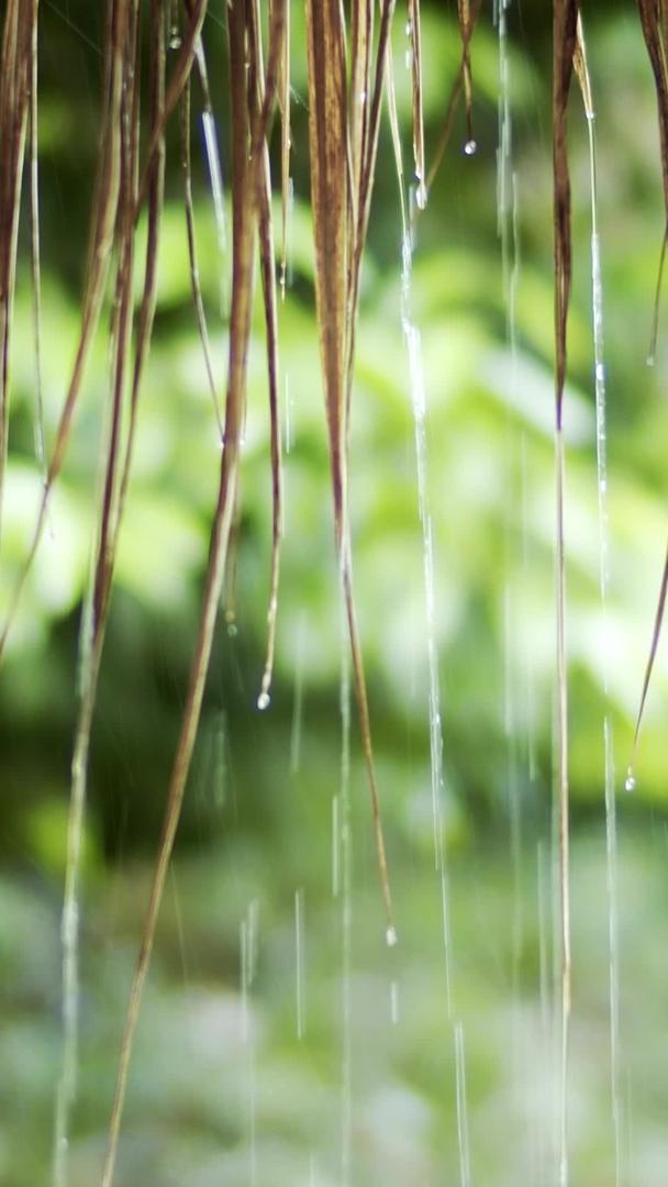 真正的茅草屋下雨天滴水视频的预览图