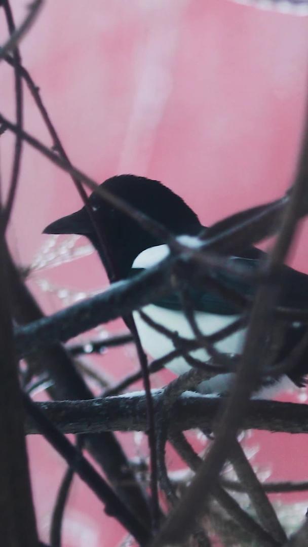 高清晰度拍摄故宫红墙下雪觅食的喜鹊视频的预览图